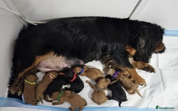 Miniature Poodle dogs for stud: Dark Red Miniature Poodle Stud Package Available in Southampton - Image 24