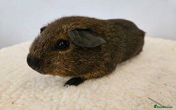 Guinea Pig rodents for sale: Solo baby boys under 8 weeks to bond with lone boy in Faringdon - Image 6