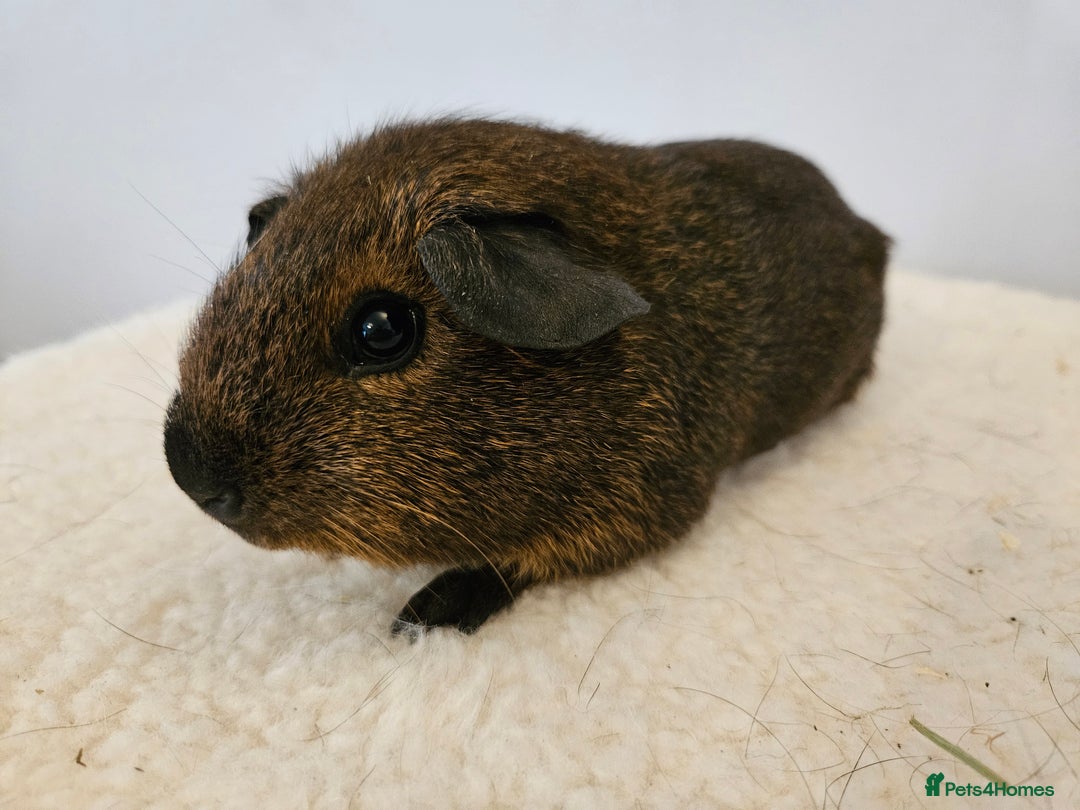 Guinea Pig rodents for sale: Solo baby boys under 8 weeks to bond with lone boy in Faringdon - Image 6