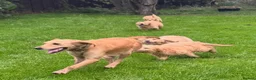 Mini Goldendoodle dogs for sale: Healthy Happy Goldendoodle Puppies - Advert 6