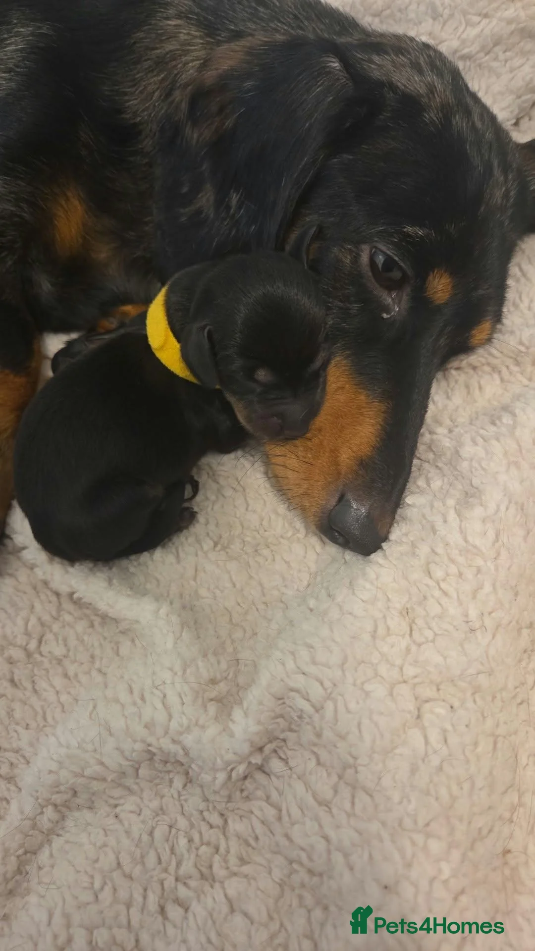 Miniature Dachshund dogs for sale: Miniature dacshund - Advert 9