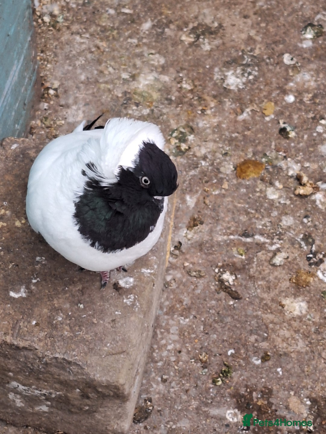 Conures birds for sale: King Madonna Pigeon for sale - Advert 5