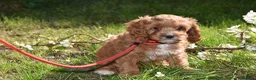 Cavapoo dogs for sale: Ready Now F1 Toy Cavapoo Puppies Health Tested - Advert 7