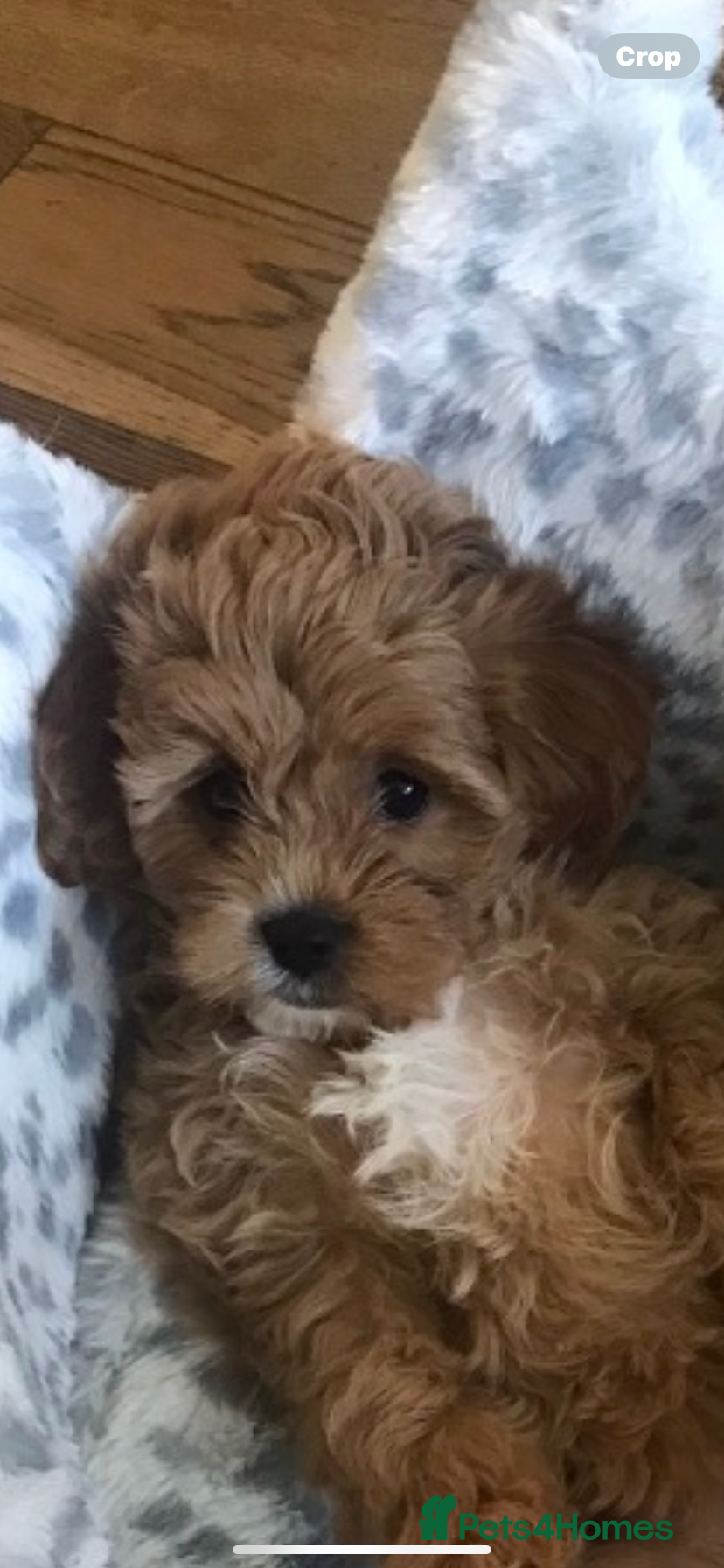 Cavapoochon dogs Beautiful Cavapoochon puppies - Advert 7