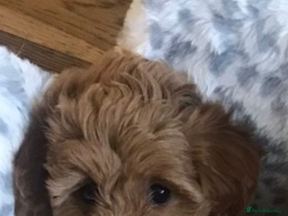 Cavapoochon dogs Beautiful Cavapoochon puppies - Advert 7