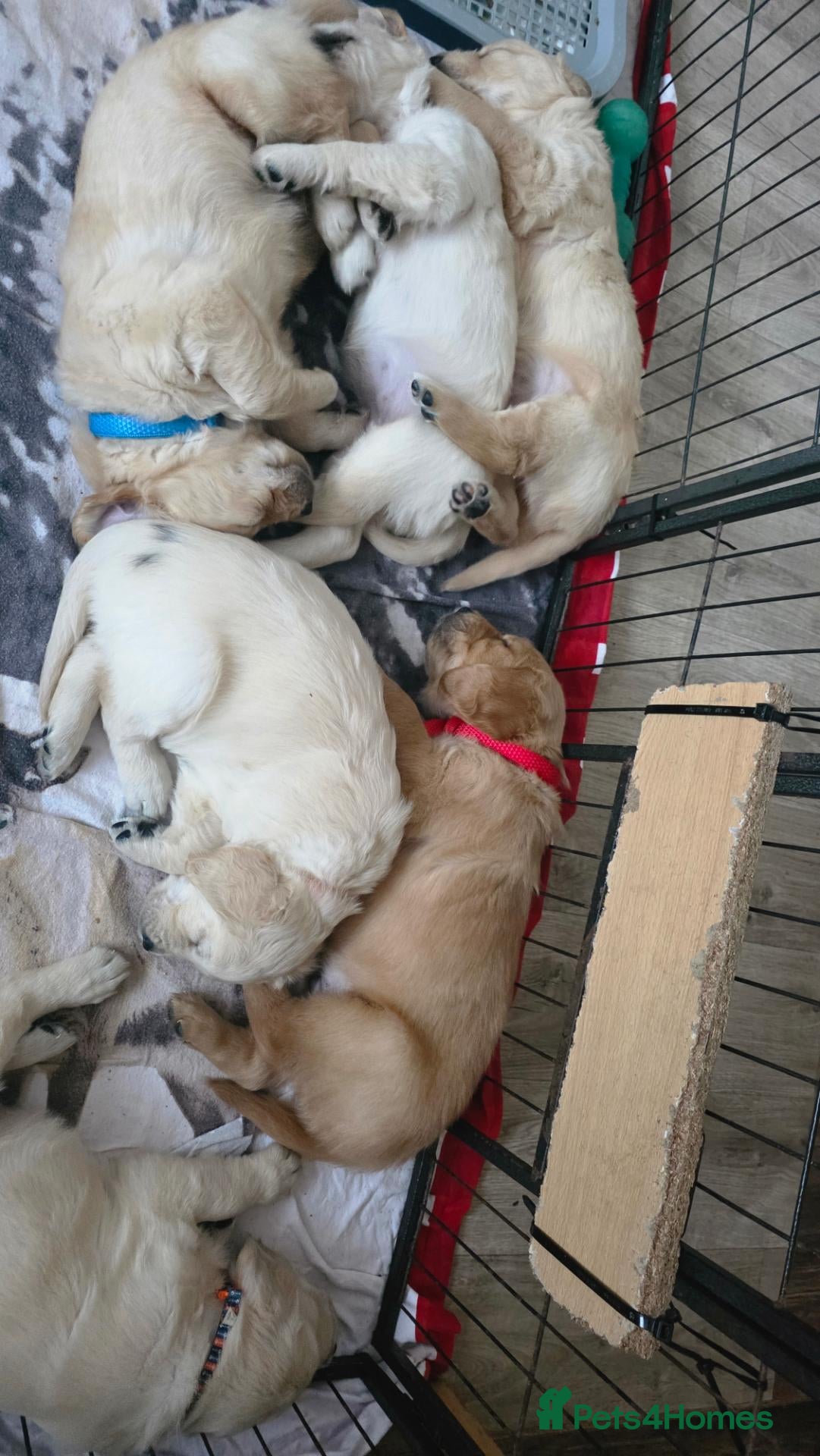 Golden Retriever dogs 🐶 Beautiful golden retriever puppies 🐶  - Advert 2
