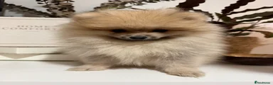 Cream Sable Boy