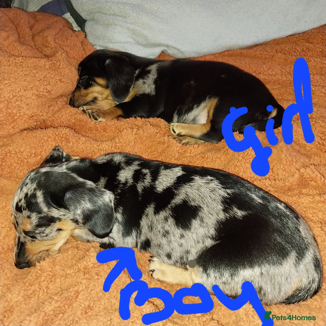 Dachshund dogs for sale: Rudite - Advert 2