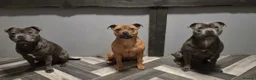Staffordshire Bull Terrier dogs for sale: Kc Blue & Rust Male Staffordshire Bull Terrier - Advert 10