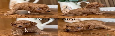 White girl