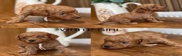 Cockapoo dogs for sale: READY TO LEAVE. LAST GIRL AVAILABLE  - Advert 13