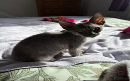 Devon Rex cats for sale: Devon Rex  - Image 5