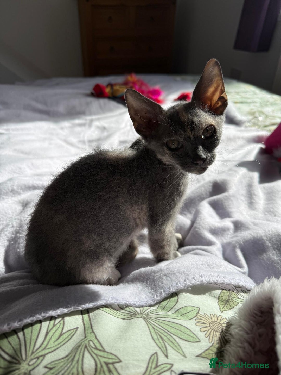 Devon Rex cats for sale: Devon Rex  - Image 5