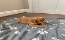 Cocker Spaniel dogs for sale: Cocker spaniel pups - Image 7