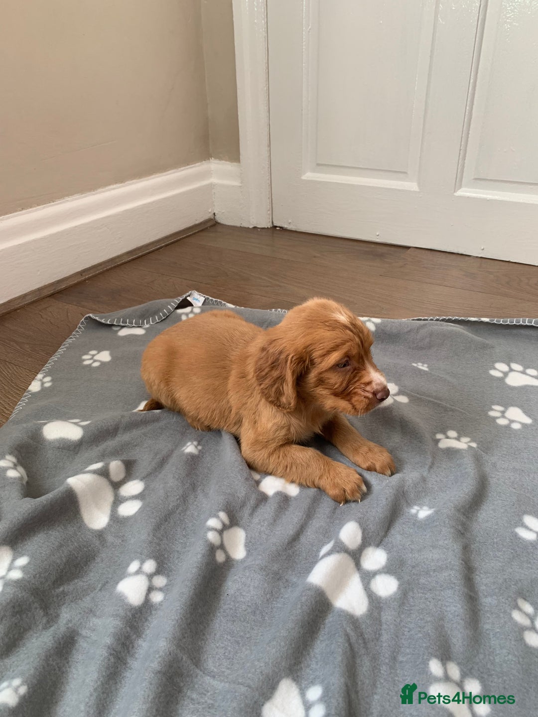 Cocker Spaniel dogs for sale: Cocker spaniel pups - Image 7