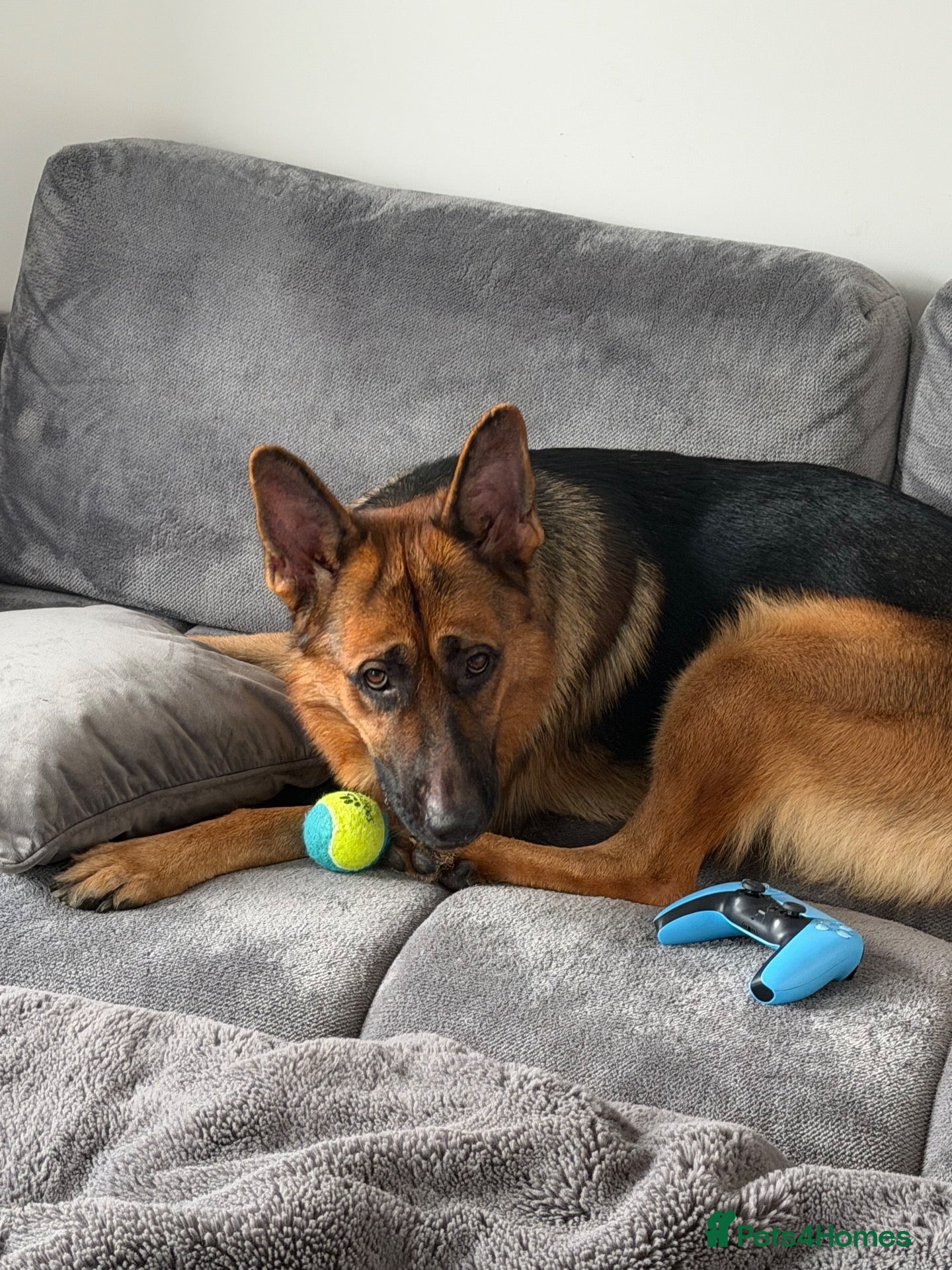 German Shepherd dogs Max Marshall - Advert 1