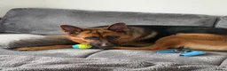 German Shepherd dogs for sale: Max Marshall in Bristol - Advert 1