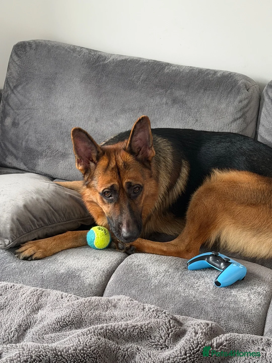 German Shepherd dogs for sale: Max Marshall in Bristol - Advert 1