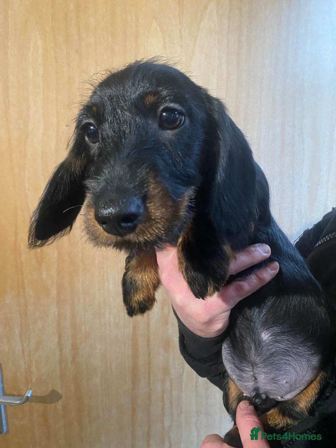 Miniature Dachshund dogs for sale: Miniature wire dachshund  in Ballyclare - Advert 4