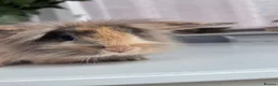 Mini Lion Lop rabbits for sale: £25 Mini lop lion mane long haired - Advert 10
