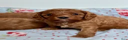 Cavapoo dogs for sale: Stunning red toy’s- Health Tested - KC parents - Advert 17