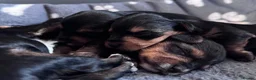Yorkshire Terrier dogs for sale: Yorkshire Terrier Puppies 10 Weeks  - Advert 1