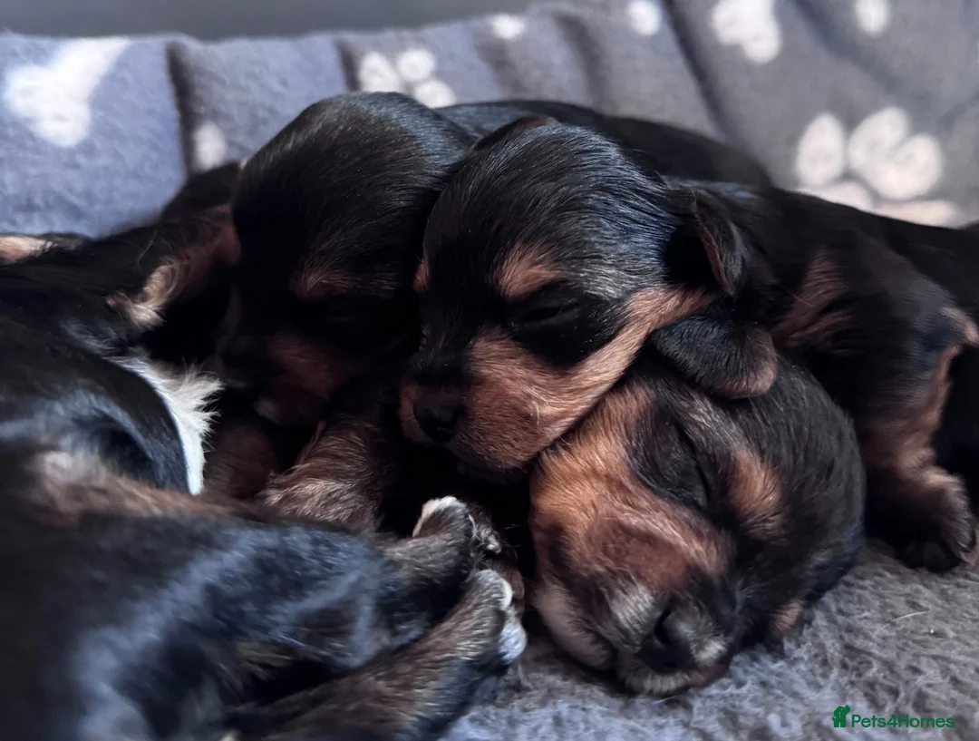 Yorkshire Terrier dogs for sale: Yorkshire Terrier Puppies 10 Weeks  - Advert 1