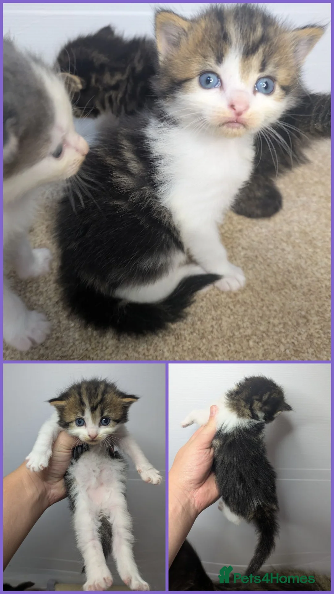 Maine Coon cats for sale: Stunning Maine coon kitten's - Advert 7