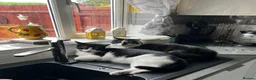 Mixed Breed cats for sale: Bertie and Bob in Ledbury - Advert 2