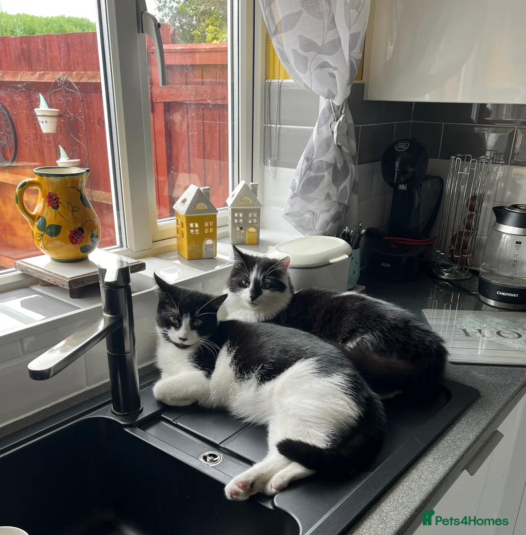 Mixed Breed cats for sale: Bertie and Bob in Ledbury - Advert 2