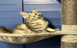 Maine Coon cats for sale: Beautiful Maine Coon kittens for sale - Image 4