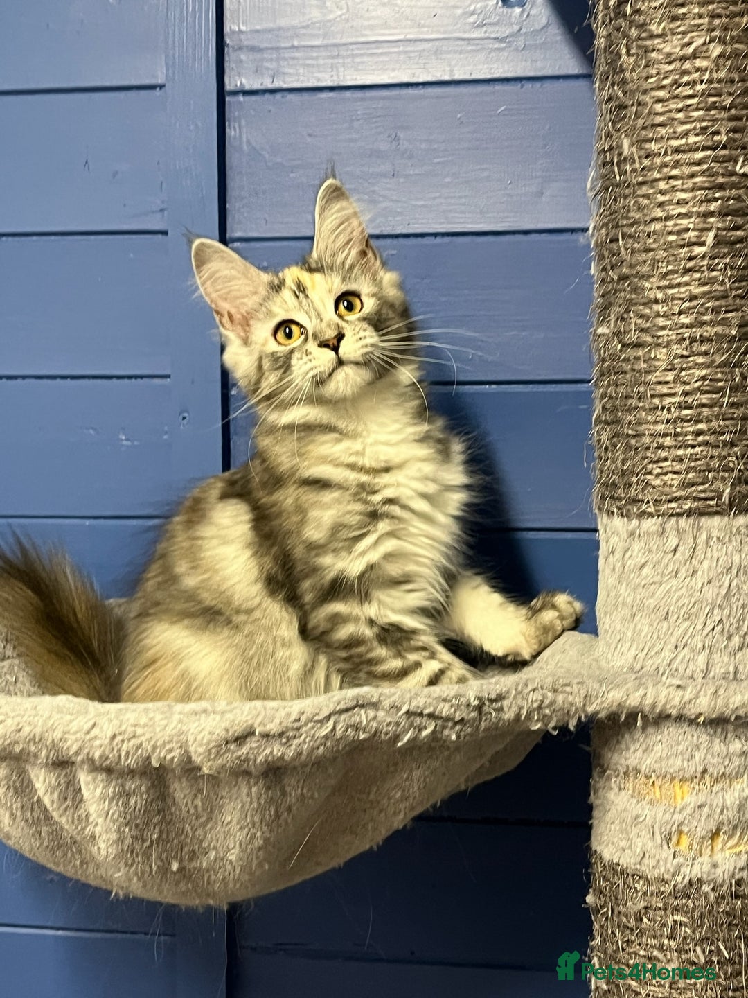 Maine Coon cats for sale: Beautiful Maine Coon kittens for sale - Image 4