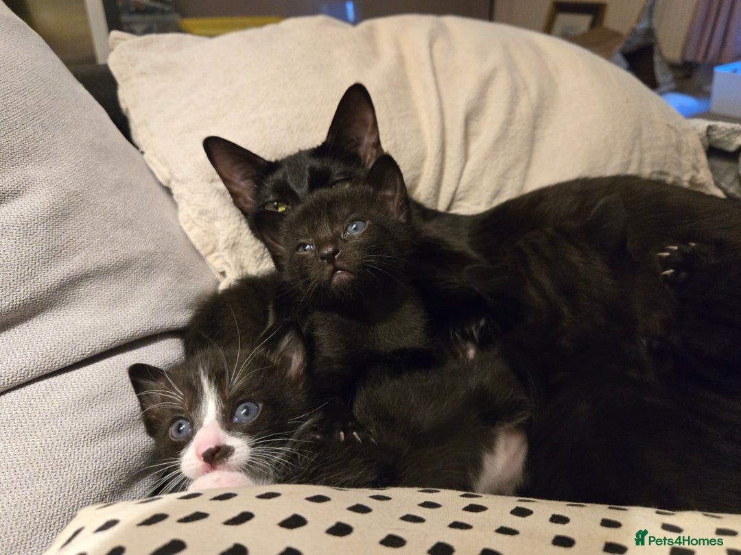 Mixed Breed cats for sale: Incredible black smoke tabby mixed breed kittens - Image 2