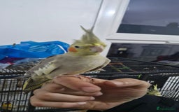 Cockatiels birds for sale: Cute cockatiel for sale - Image 3