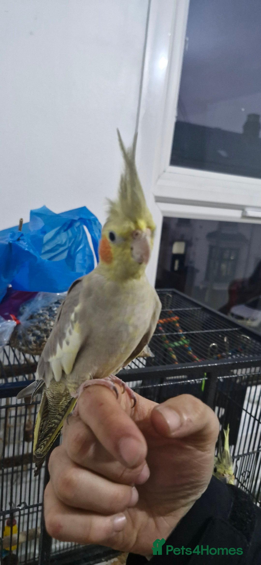 Cockatiels birds for sale: Cute cockatiel for sale - Image 3