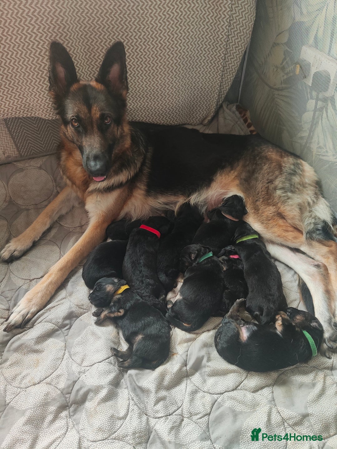 German Shepherd dogs for sale: German shepard puppies for sale - Advert 8