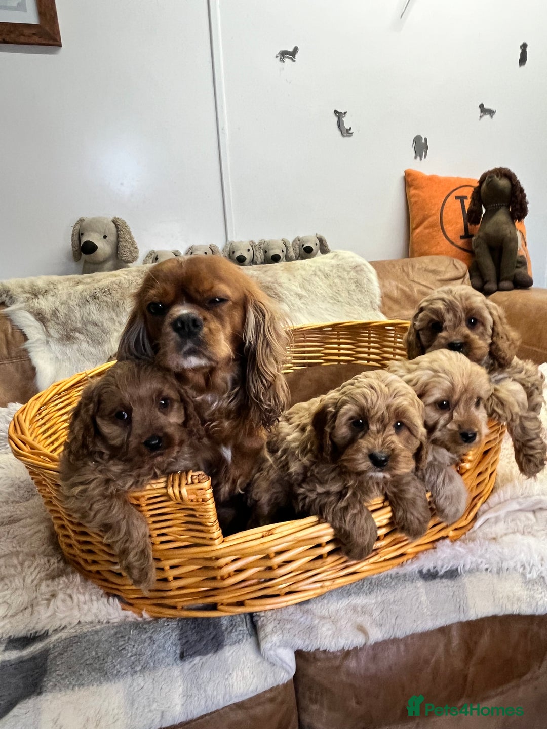 Cavapoo dogs for sale: stunningly stunning F1 Cavapoos - Advert 4