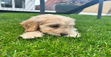 Cockapoo dogs - Advert 12
