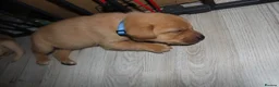 Labrador Retriever dogs for sale: Fox red/golden Labrador - Advert 2