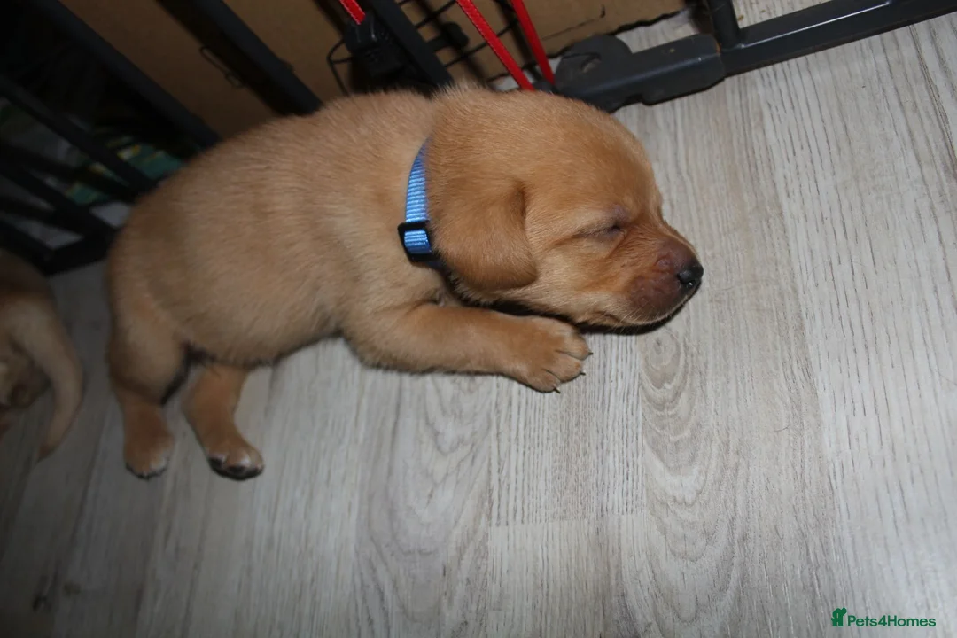 Labrador Retriever dogs for sale: Fox red/golden Labrador - Advert 2