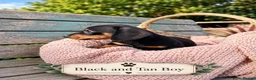 Miniature Dachshund dogs for sale: Miniature Dachshund Boys and Girl - Advert 14
