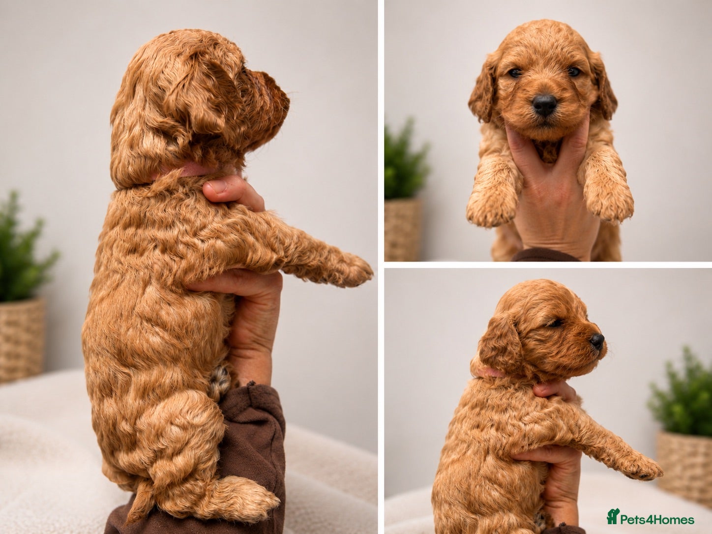Cockapoo dogs Health Tested , KC Parents – F1 Cockapoos - Advert 1