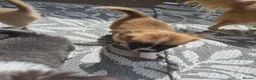 Chihuahua dogs for sale: Adorable pure chihuahua puppies  in Hull - Advert 23