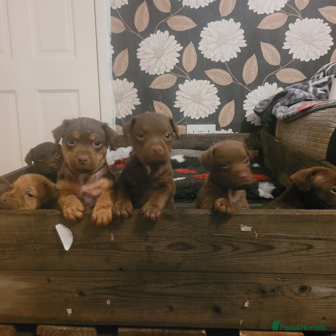 Patterdale Terrier dogs for sale: Chocolate  Patterdales  - Advert 2