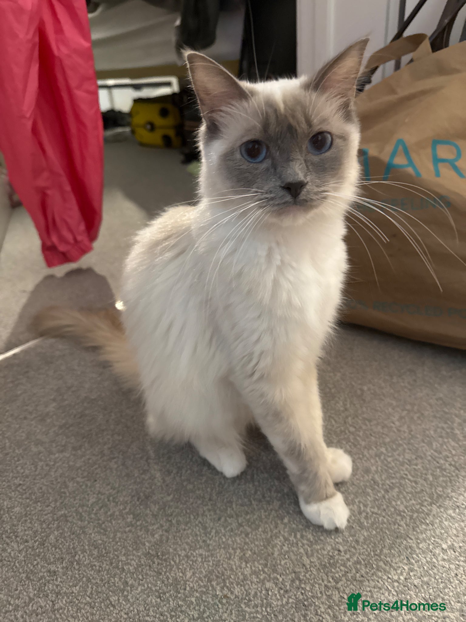 Ragdoll cats Purebred ragdolls female  - Advert 10