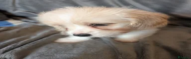 Mixed Breed Puppy 5
