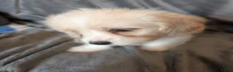 Mixed Breed dogs for sale: Adorable little bundles of joy!!  in Margate - Advert 34