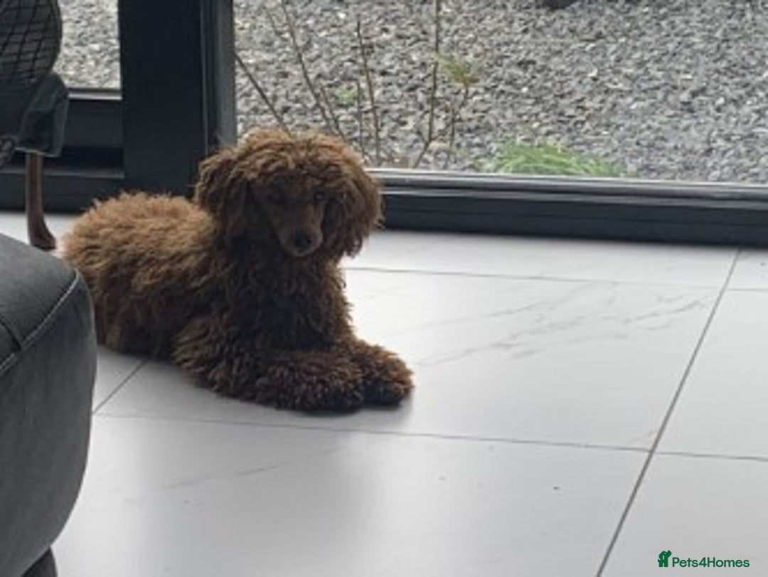 Toy Poodle dogs for sale: KC Reg. Mr Sunshine & Miss Scarlett remain ! - Advert 5