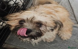 Zuchon dogs for sale: Male zuchon puppy 4mths - Image 3