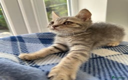 British Shorthair cats for sale: Purebred British Shorthair Grey Stripe Kittens - Image 22